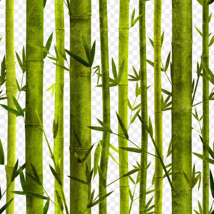 Hand-painted Bamboo Bambusa Oldhamii Poster Graphic Design PNG