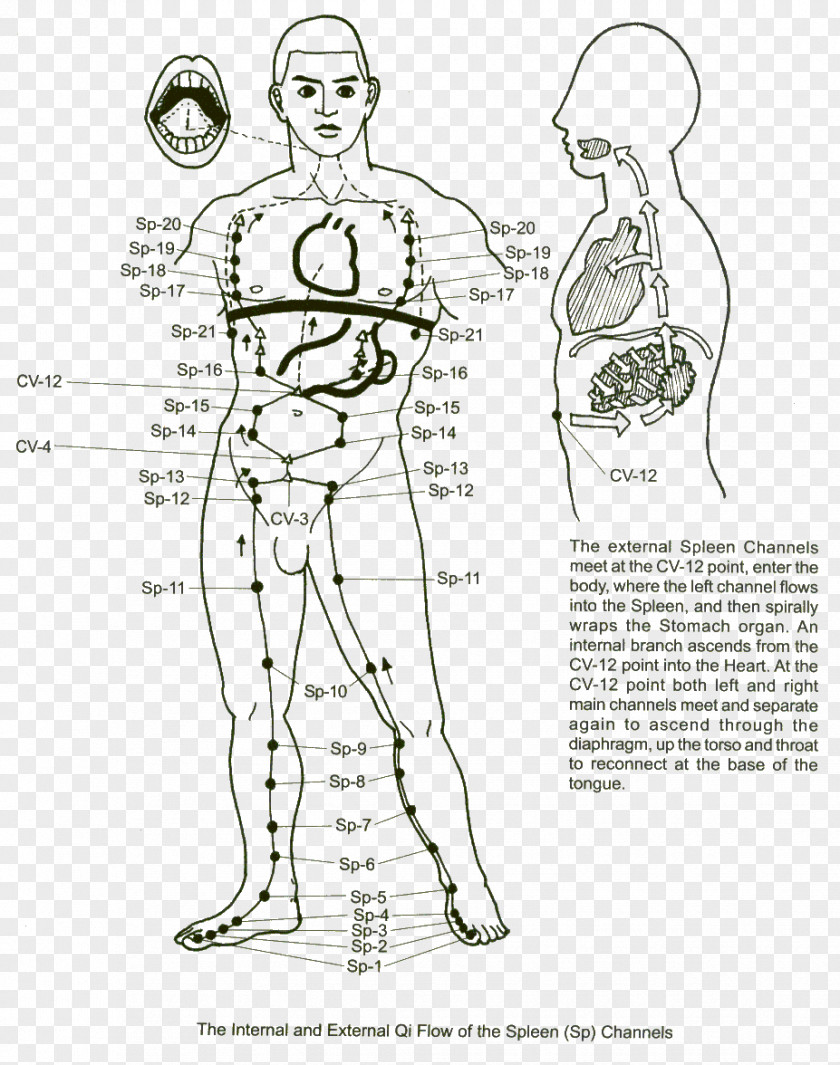 Meridians Meridian Spleen Traditional Chinese Medicine Acupuncture Small Intestine PNG