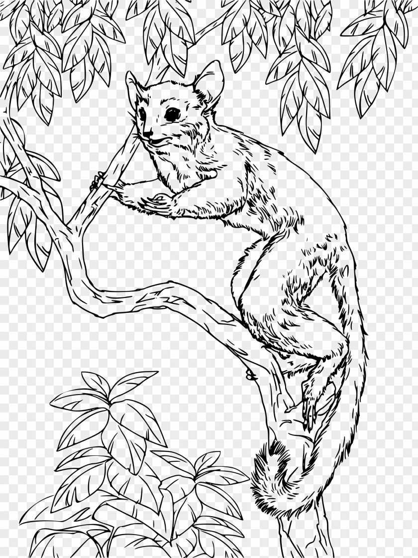 Senegal Galago Coloring Book Hare Clip Art PNG