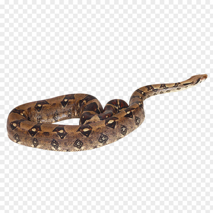 Snake Rattlesnake Boa Constrictor Vipers PNG