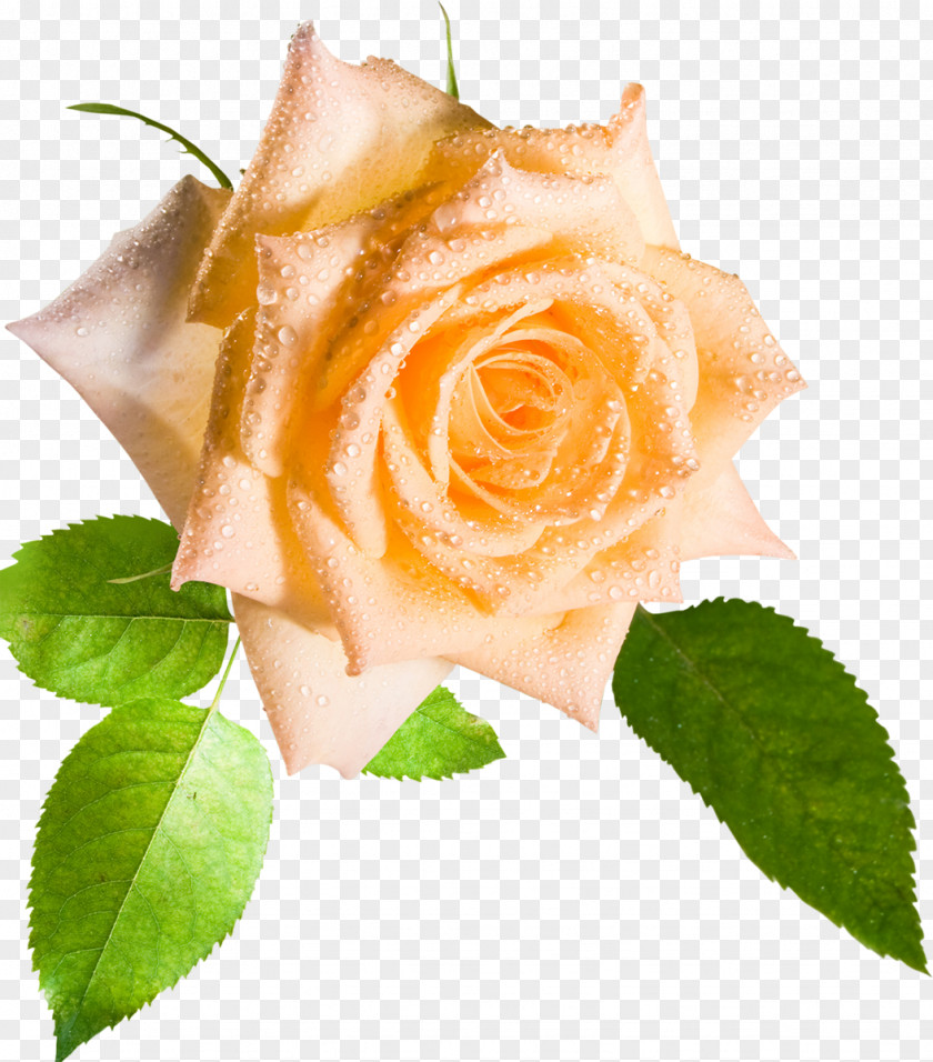 Yellow Rose Flower Desktop Wallpaper Stock Photography High-definition Video PNG