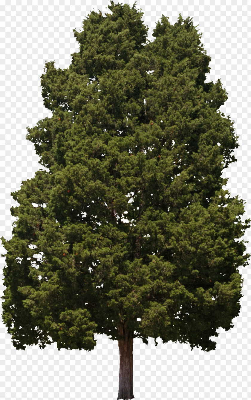 Bushes Tree Hinoki Cypress Woody Plant Conifers PNG