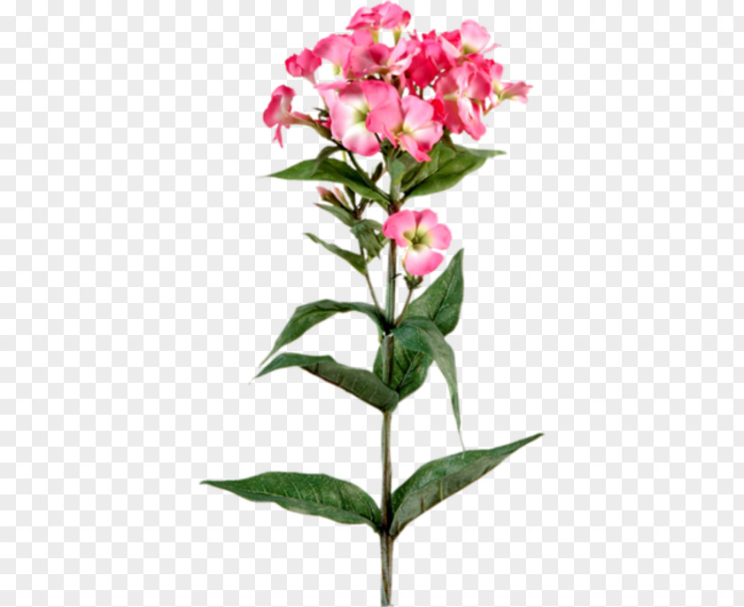 Flower Plant Stem Phlox Herbaceous Garden Roses PNG