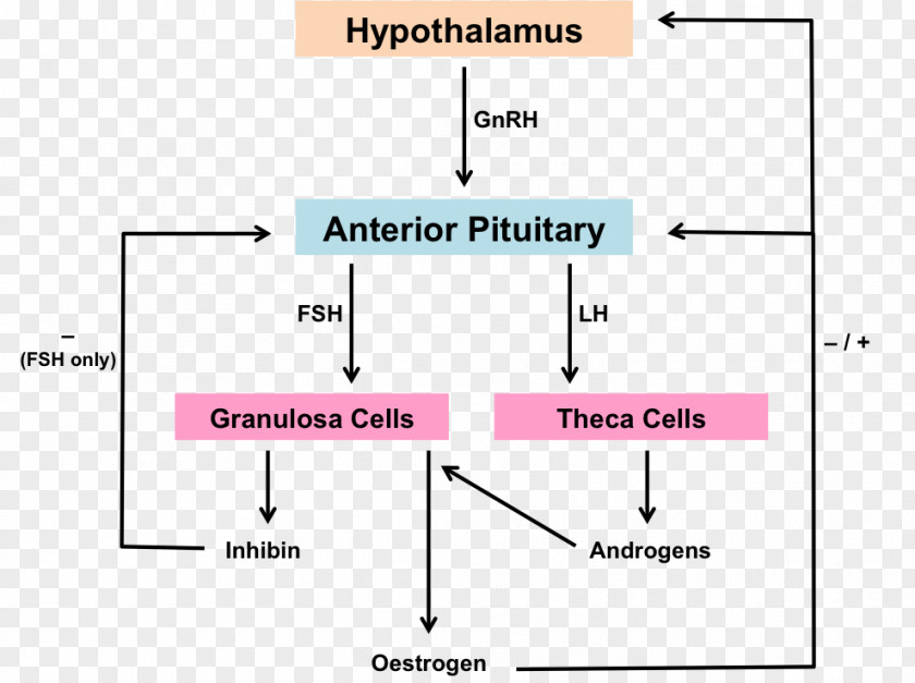 Hypothalamus Hypothalamic–pituitary–gonadal Axis Menstrual Cycle Menstruation Hypothalamic–pituitary–adrenal Female Reproductive System PNG