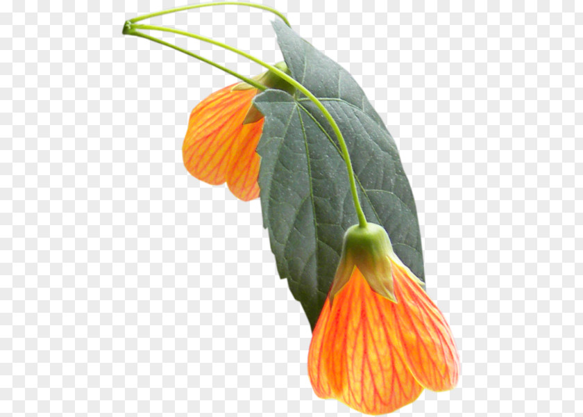 Orange Petal Flower Yellow 2403 (عدد) PNG