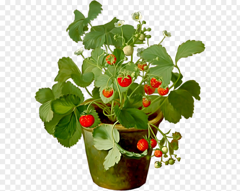 Pot Plant Strawberry Fraisier Amorodo Fruit Drawing PNG