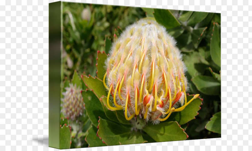 Proteas Sugarbushes Close-up Pollen PNG