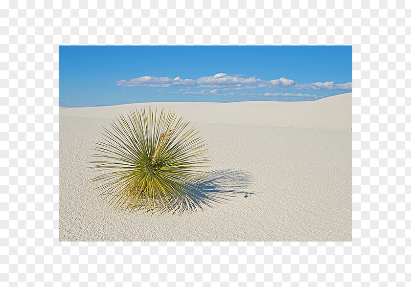 White Sand Ecoregion Stock Photography Sky Plc PNG