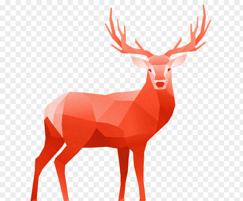 Deer White-tailed Red PNG