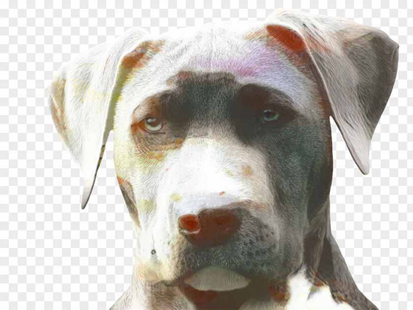 Great Dane Rare Breed Dog Cute PNG