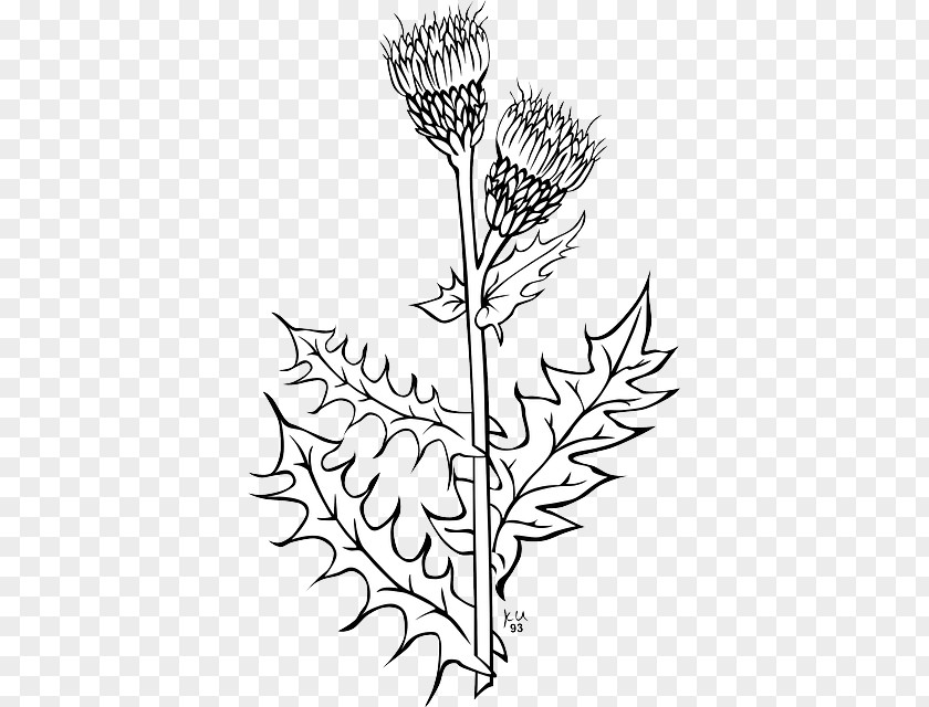 Maize Plant Anatomy Creeping Thistle Spear Clip Art Drawing PNG