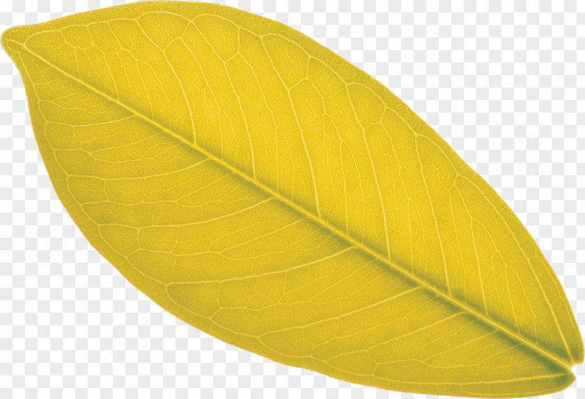 Mango Leaves Leaf PNG