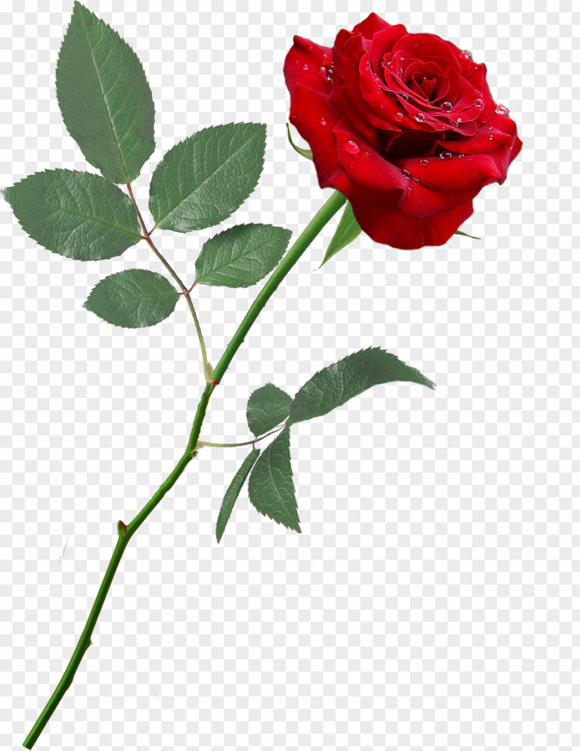 Red Rose Garden Roses Floribunda Centifolia Desktop Wallpaper PNG