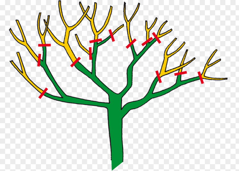 Tree Branch Pruning Garden Rose PNG