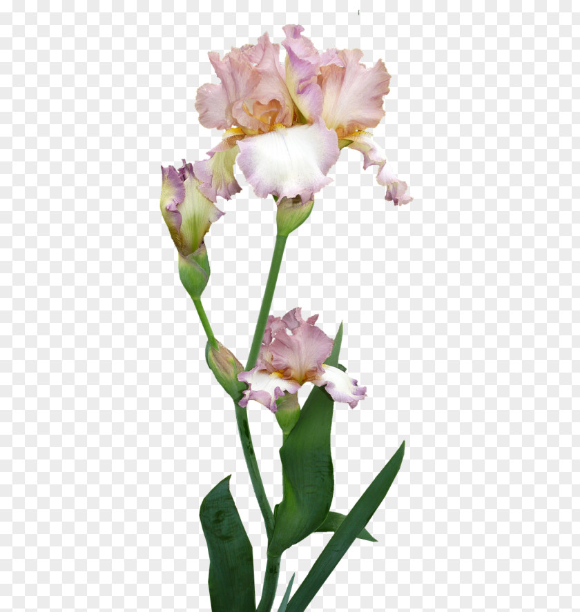 Tulip Iris Pink Flower Cartoon PNG