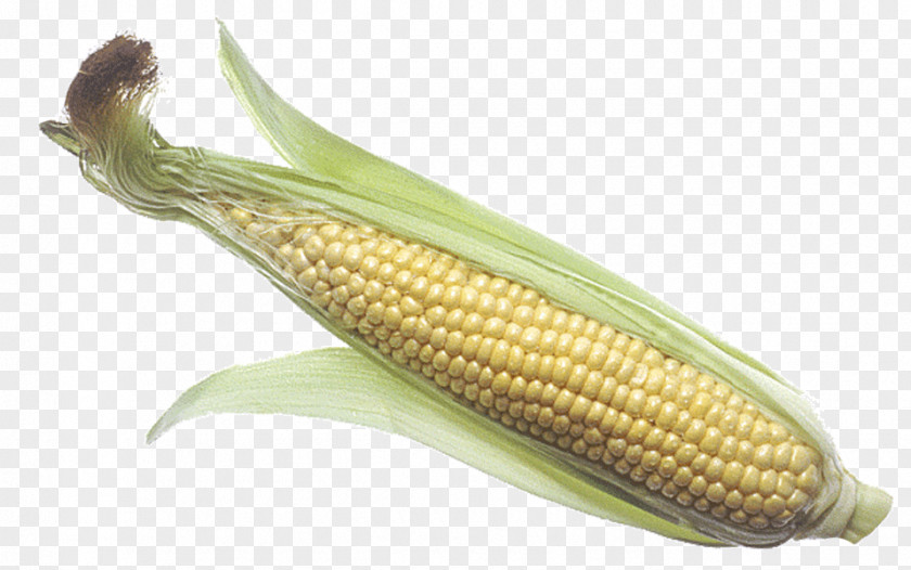 Barbecue Corn On The Cob Maize Corncob Sweet PNG