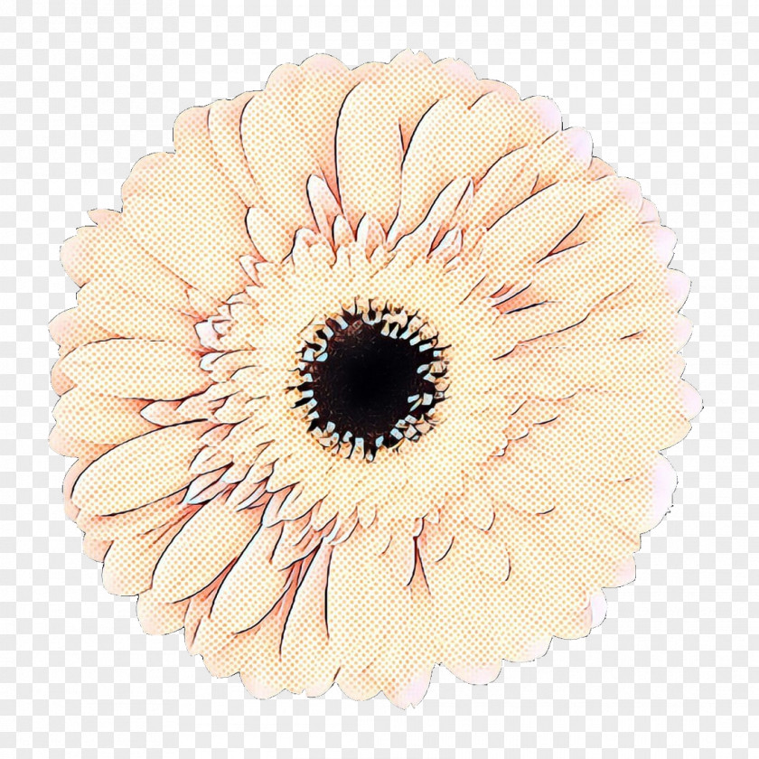 Beige Daisy Family Flowers Background PNG