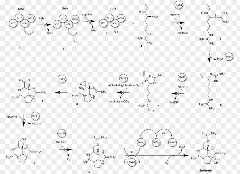 Biosynthesis Saxitoxin Paralytic Shellfish Poisoning Chemical Synthesis Neurotoxin Tetrodotoxin PNG