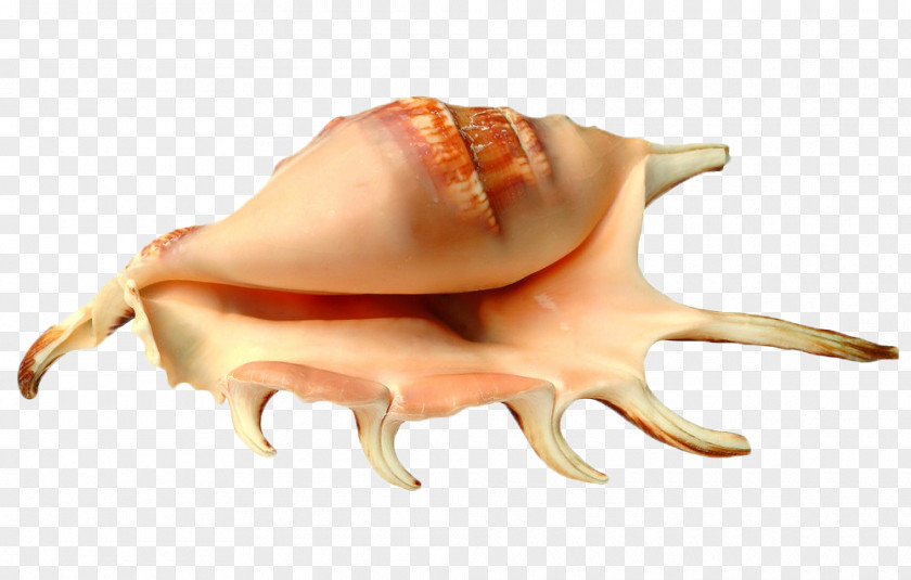 Conch Shell Sea Snail Seashell Hermit Crab PNG