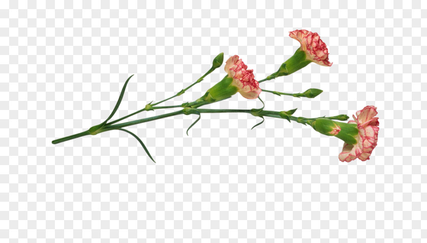 Flower Carnation China Pink Plant PNG