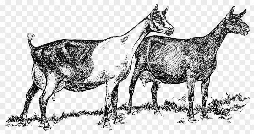 Goat Cattle Alpine Saanen Angora Livestock PNG