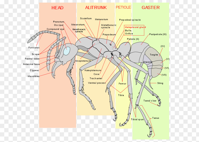 Insect Apocrita Anatomy Human Body Formica Fusca PNG