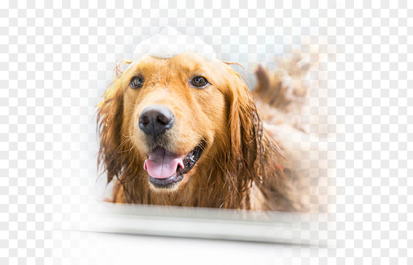 Medicated Bath Dog Grooming Bathing Cat Baths PNG