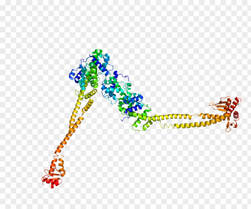 NUF2 CENPA Protein Centromere Kinetochore PNG