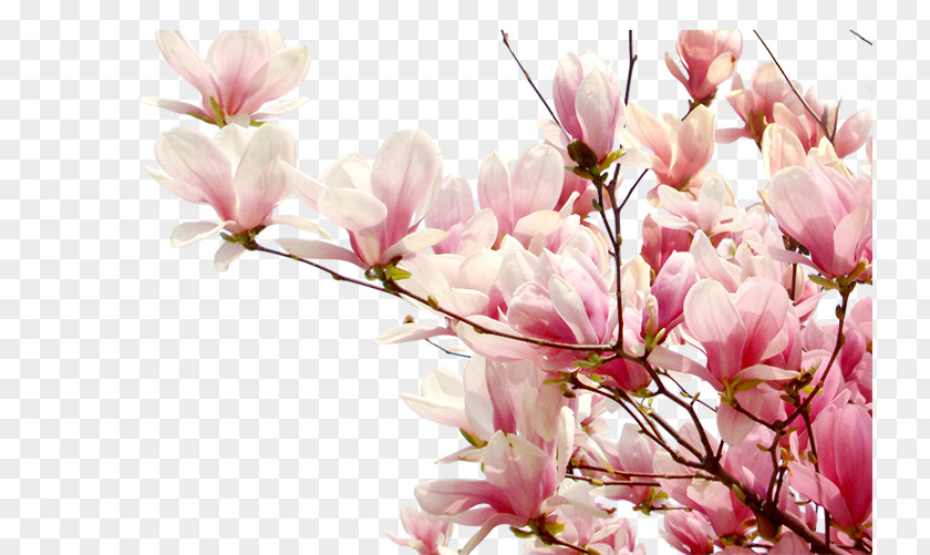 Plum Flower Cherry Blossom Peach PNG