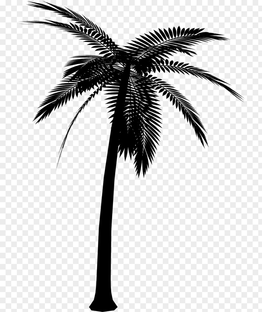 Asian Palmyra Palm Silhouette Vector Graphics Image PNG