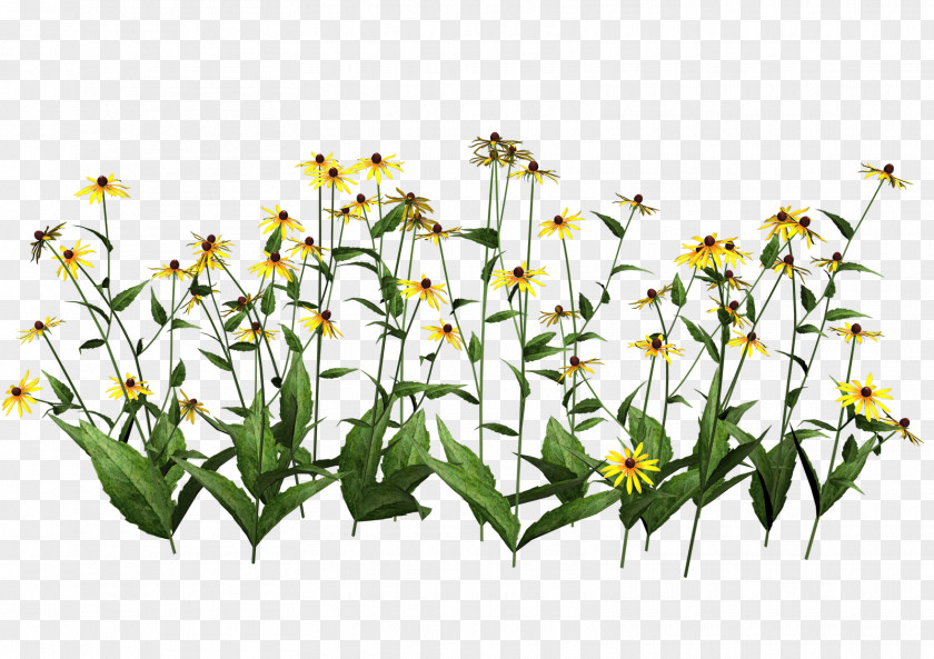 Chamomile Plant Wildflower Clip Art PNG