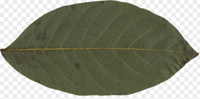 Leaves Photosynthetic Function Leaf PNG