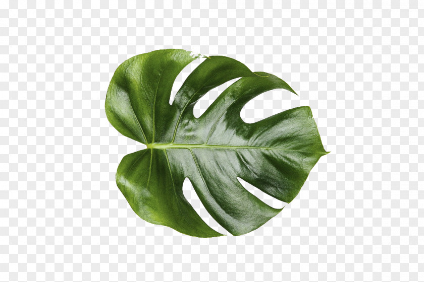 Monstera Leaf Swiss Cheese Plant Mockup PNG