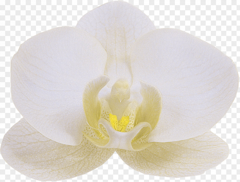 Orchid Orchids Floren Flower Phalaenopsis Aphrodite White PNG