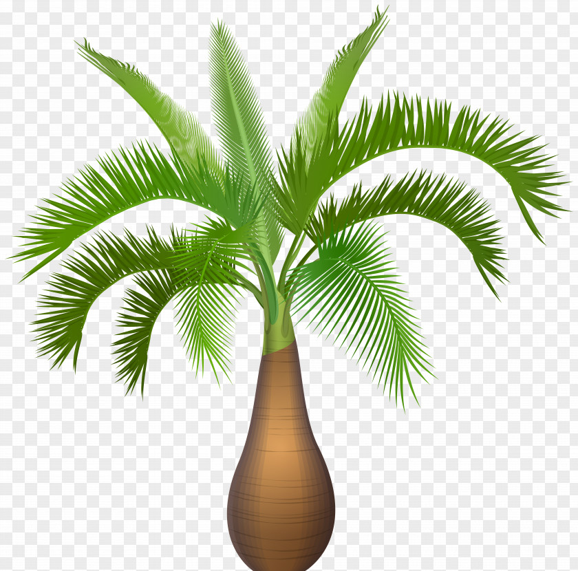 Palm Tree Plant Clip Art Image Hyophorbe Verschaffeltii Lagenicaulis Queen Subtropics PNG