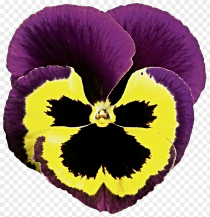 Pansy Flower Petal Plant Violet PNG