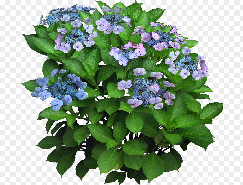 Plant Flower Computer Software PNG