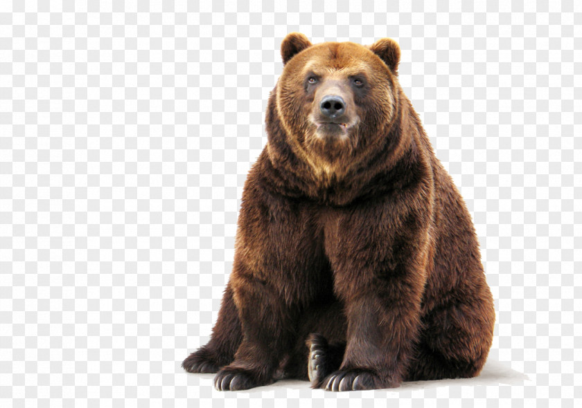 Bear Brown Polar Stock Grizzly PNG