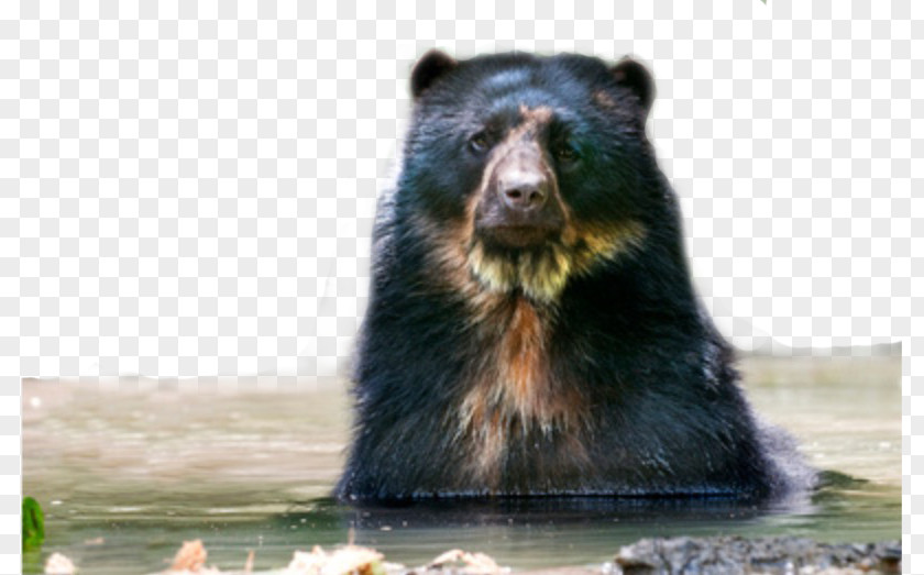Bear Grizzly American Black Terrestrial Animal Snout PNG