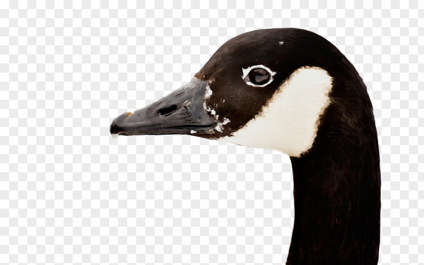 Bird Canada Goose Beak Duck PNG
