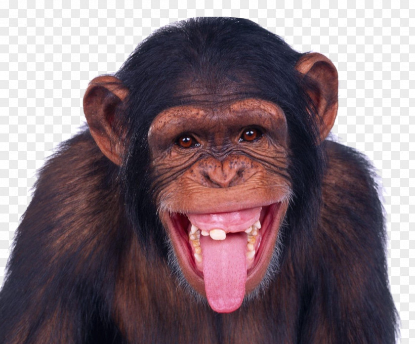 Monkey Chimpanzee Ape PNG