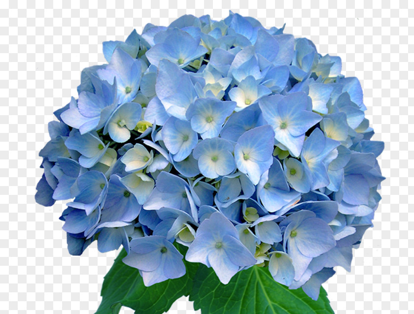 Hydrangea Flower Light Blue Wedding Invitation PNG