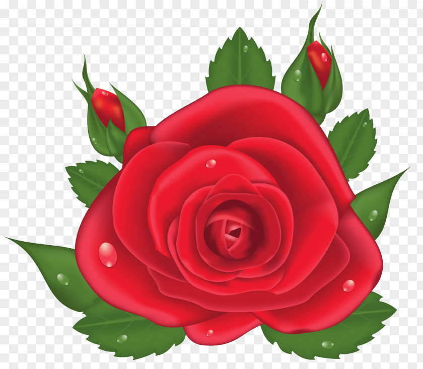Red Rose Picture Clipart Garden Roses Centifolia Clip Art PNG