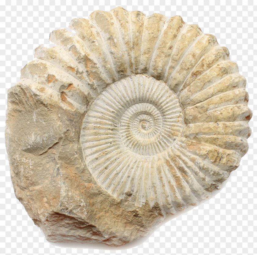 Ammonites Fossil Limestone Orthoceras Calvert Cliffs State Park PNG
