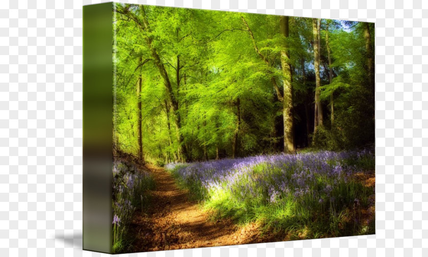 Bluebells Canvas Print Printing Art PNG