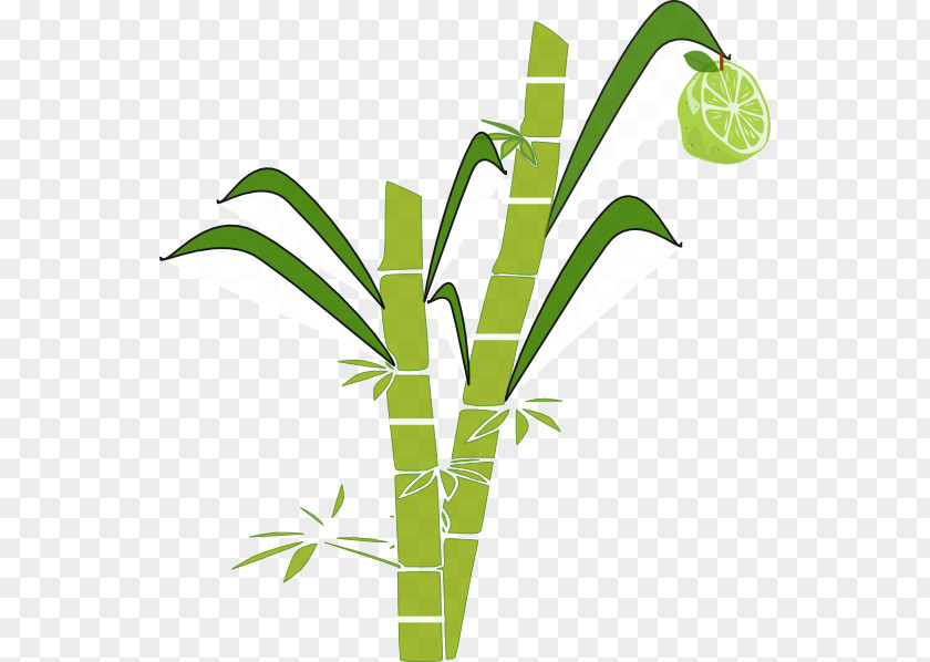 Cane Cliparts Pongal Sugarcane Clip Art PNG