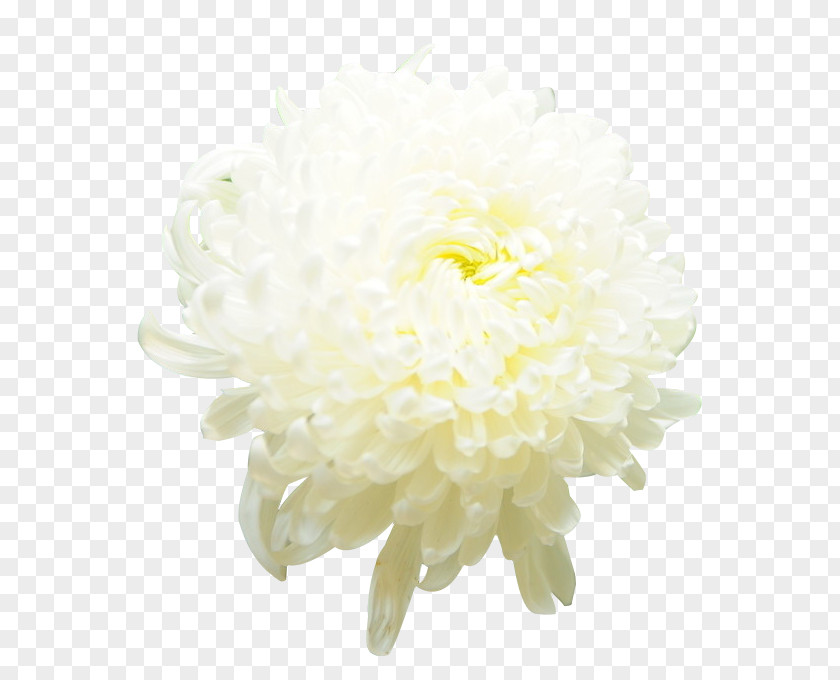 Chrysanthemum Flowers Picture Material Xd7grandiflorum Cut Icon PNG