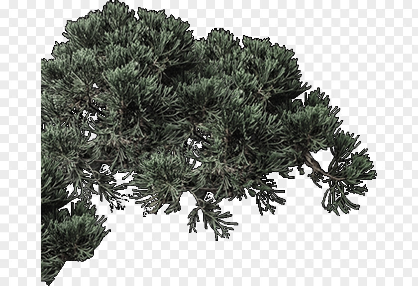 Fir Spruce Pine Evergreen Houseplant PNG