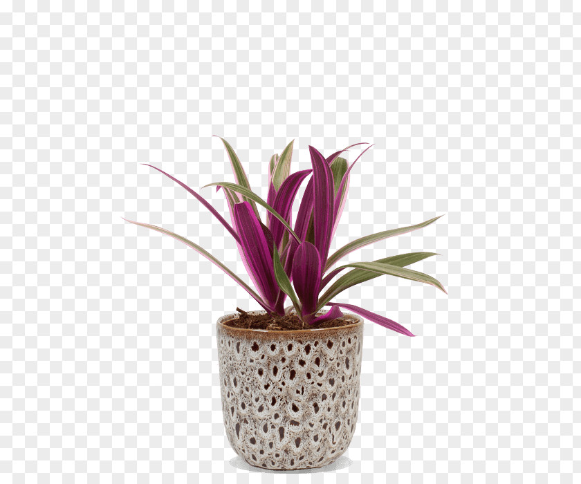 Flower Flowerpot Plant Houseplant Pink PNG