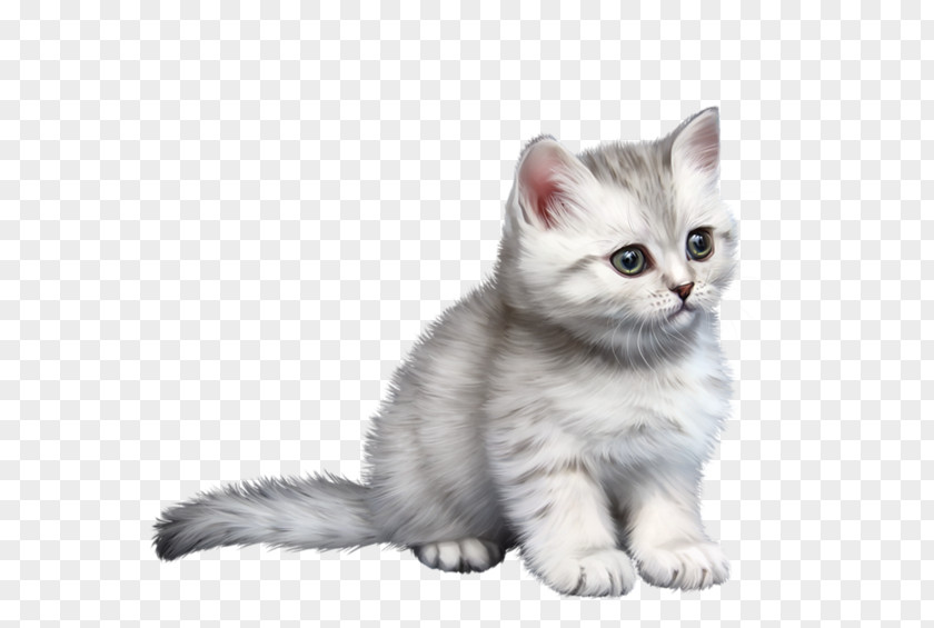 Kitten American Shorthair Malayan Cat Burmilla Wirehair Ragamuffin PNG